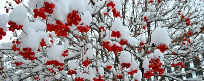 Зимнее изображение Калины: Качество и красота в каждом пикселе