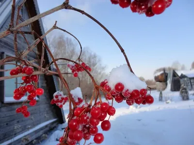 Картина Калины: Морозные узоры на красных ягодах