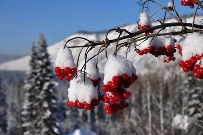 Фото Калины зимой: Зимняя сказка в каждом листочке