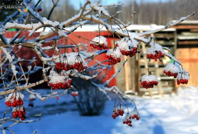 Фото Калины зимой: Ледяные аллеи и золотистый свет