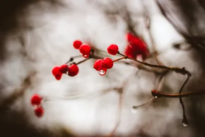 Калина зимой: Фотография, переносящая вас в сказочный мир