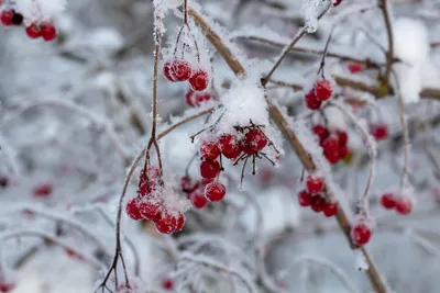 Калина зимой: Фотография с атмосферой таинственности