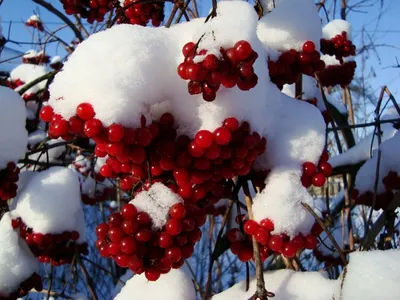 Картина Калины зимой: Снежные кроны и яркие ягоды