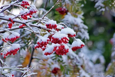 Изображение Калины зимой: Великолепие зимнего пейзажа