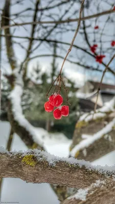 Калина зимой: Фотография, переносящая вас в волшебный лес