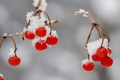 Картина Калины зимой: Мягкий снег приукрашивает природу