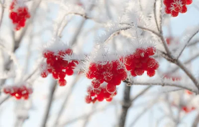 Зимний пейзаж с Калиной: Ледяные узоры на красных ягодах