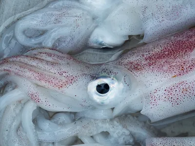 Откройте для себя подводное царство: фото красивого кальмара в море