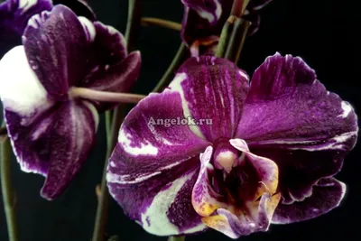 Фото Каменная роза орхидея в высоком разрешении
