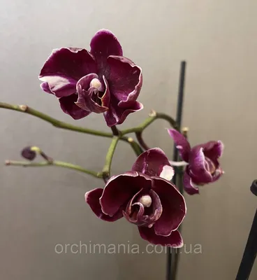 Удивительное изображение Каменная роза орхидея