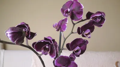 Великолепная картина Каменная роза орхидея
