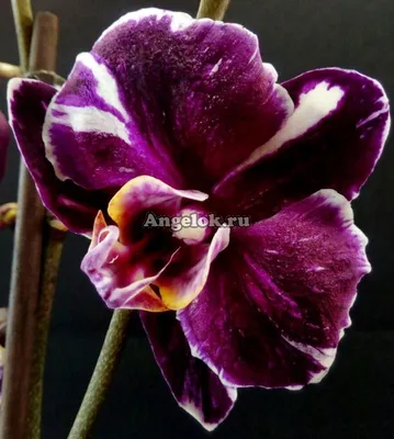 Фотография Каменная роза орхидея с эффектом 3D
