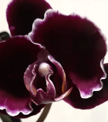 Привлекательная фотка Каменная роза орхидея для коллекции