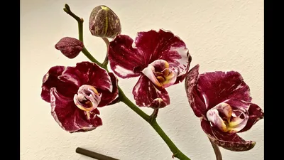 Каменная роза орхидея в формате webp для быстрой загрузки