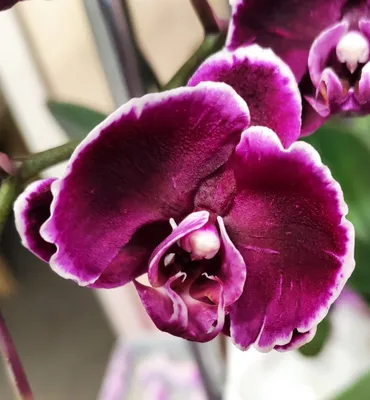 Фото Каменная роза орхидея: красота и изящество в одном