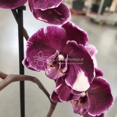 Каменная роза орхидея: воплощение гармонии природы