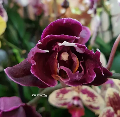 Каменная роза орхидея фотографии