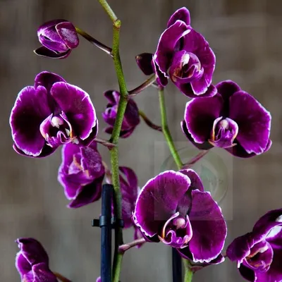 Чудесная фотка Каменная роза орхидея для обоев