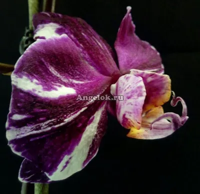Изысканная картинка Каменная роза орхидея