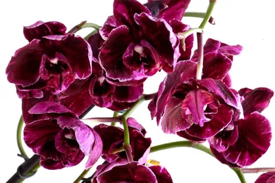 Красивая картинка Каменная роза орхидея для скачивания