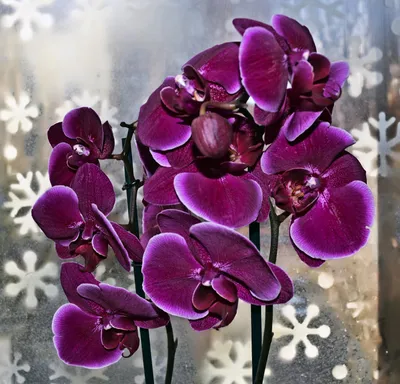 Восхитительное изображение Каменная роза орхидея