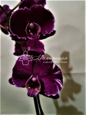 Фотография Каменная роза орхидея в натуральных цветах