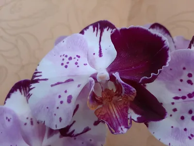Яркая фотка Каменная роза орхидея для презентации