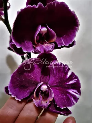 Каменная роза орхидея: красота, запечатленная в фотографии