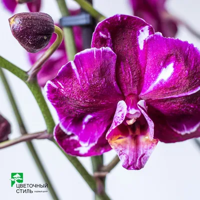 Удивительная фотография Каменная роза орхидея