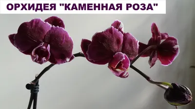 Каменная роза орхидея в формате webp для быстрой загрузки