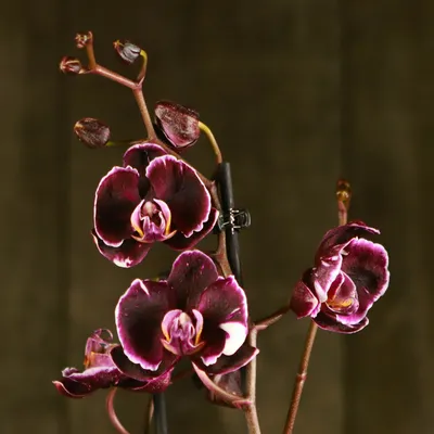 Изображение розы Каменная роза орхидея в формате jpg
