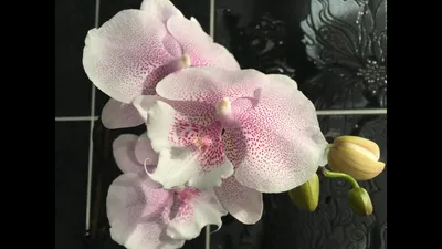 Великолепная картина Каменная роза орхидея
