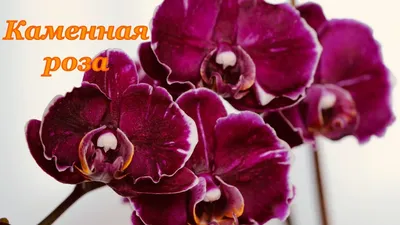 Фото Каменная роза орхидея с художественным эффектом