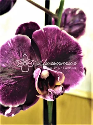 Уникальная фотография Каменная роза орхидея