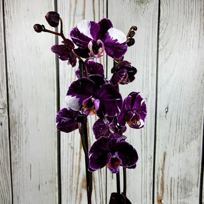 Фото Каменная роза орхидея в формате png для дизайна