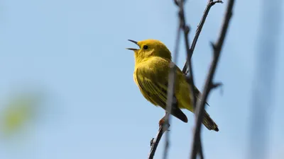 Камышовка фотографии