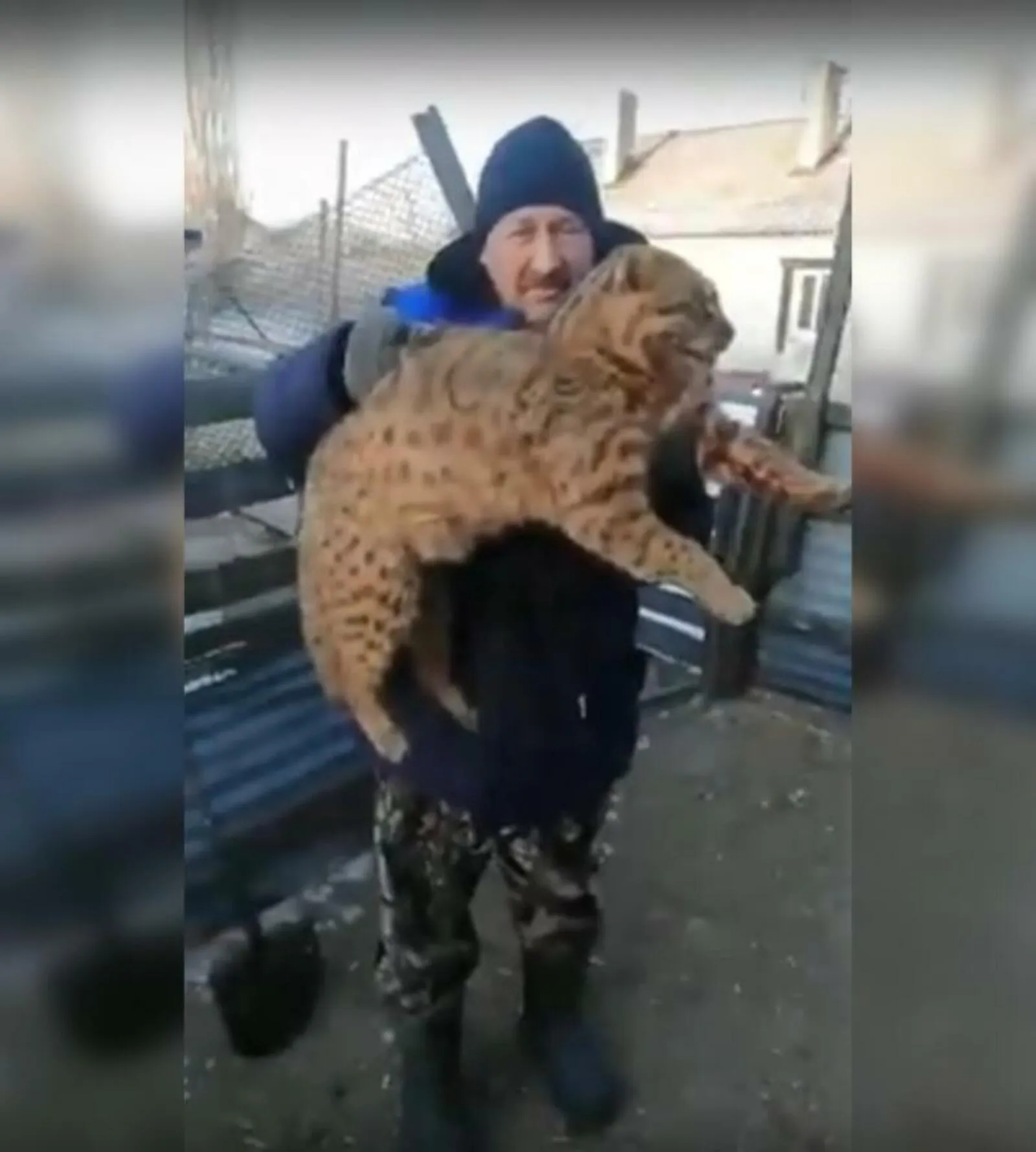 Камышовый кот в Башкирии. Тростниковый кот с человеком. Камышовый кот нападает на человека. Камышовая кошка с человеком. Нападение рыси на человека