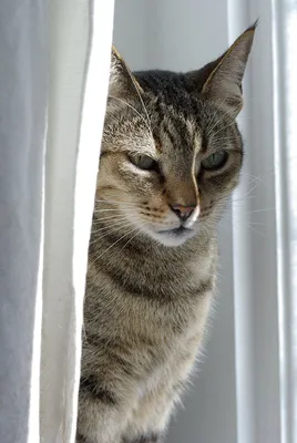20 прекрасных фотографий породы кошек Канаани
