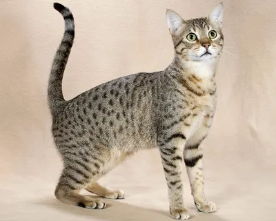 Канаани: порода кошек на фото