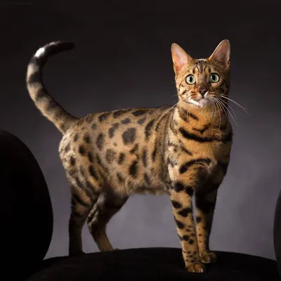 Канаани на фотографиях: порода кошек, которую невозможно не полюбить