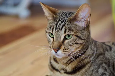 Фотографии кошек Канаани: лучшее для вашего компьютера или телефона