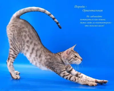Канаани (порода кошек): лучшие фотографии в формате JPG, PNG, WebP