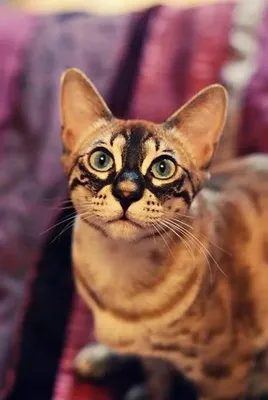 Узнайте больше о породе кошек Канаани: фото и описание