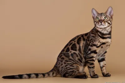Канаани: порода кошек с необычной окраской