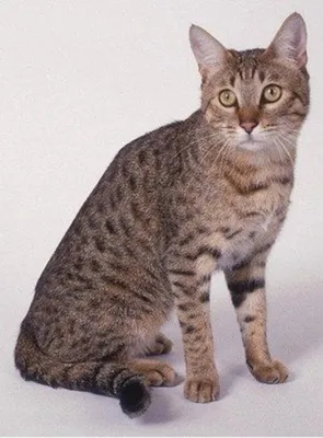 Канаани: красивые и грациозные кошки на фото