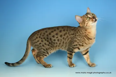 Порода кошек Канаани: фото для настоящих ценителей