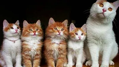 Фото канаани: как выглядят эти кошки в реальной жизни