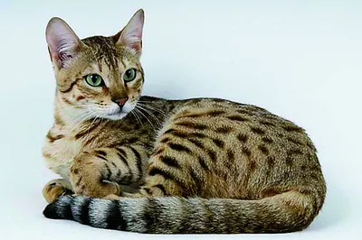 Фотографии кошек Канаани в форматах JPG, PNG, WebP