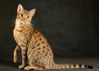 Канаани: фото, которые доказывают, что эти кошки идеальны для семьи