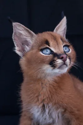 Канаани - порода кошек: 20 фотографий для любителей